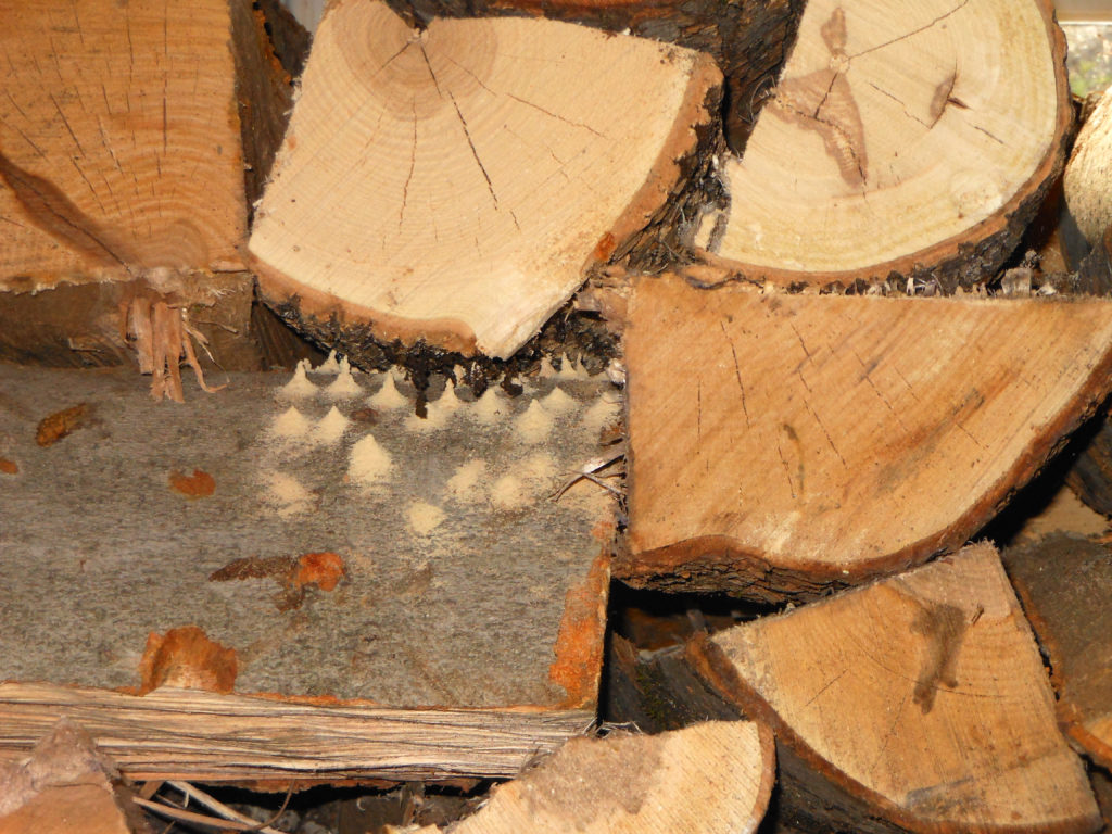 Bugs in firewood? Here's what you need to know | Hello Homestead