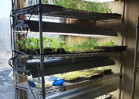 How to start an indoor vegetable garden | Hello Homestead