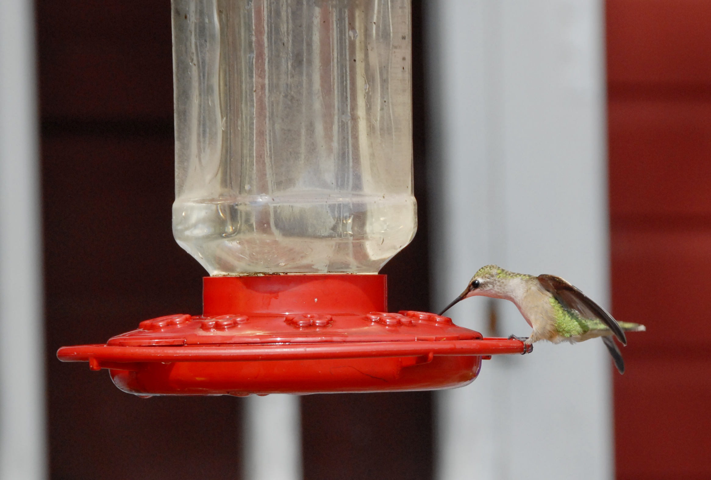 How to make hummingbird food | Hello Homestead