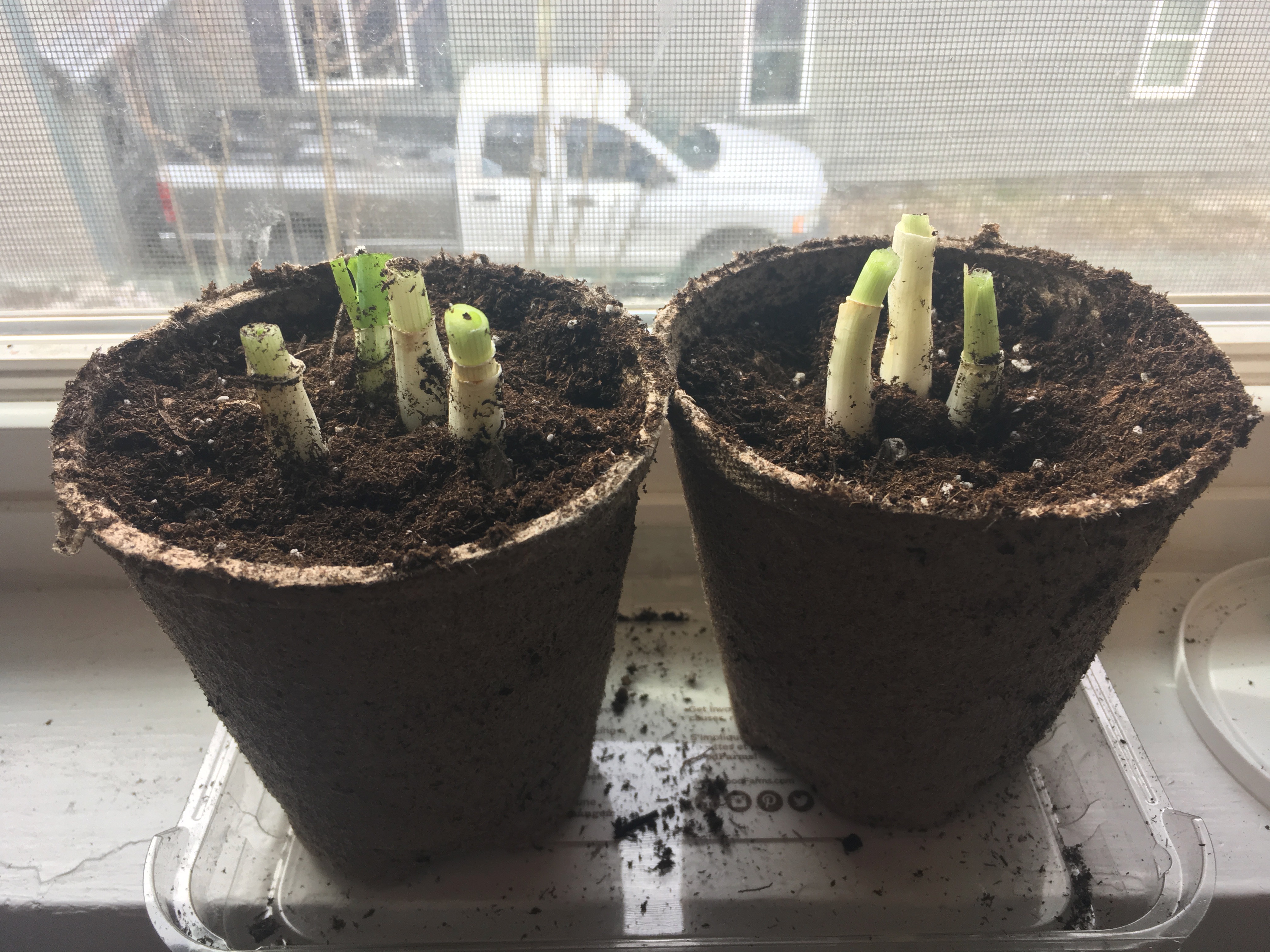 This trick to regrow scallions really works | Hello Homestead