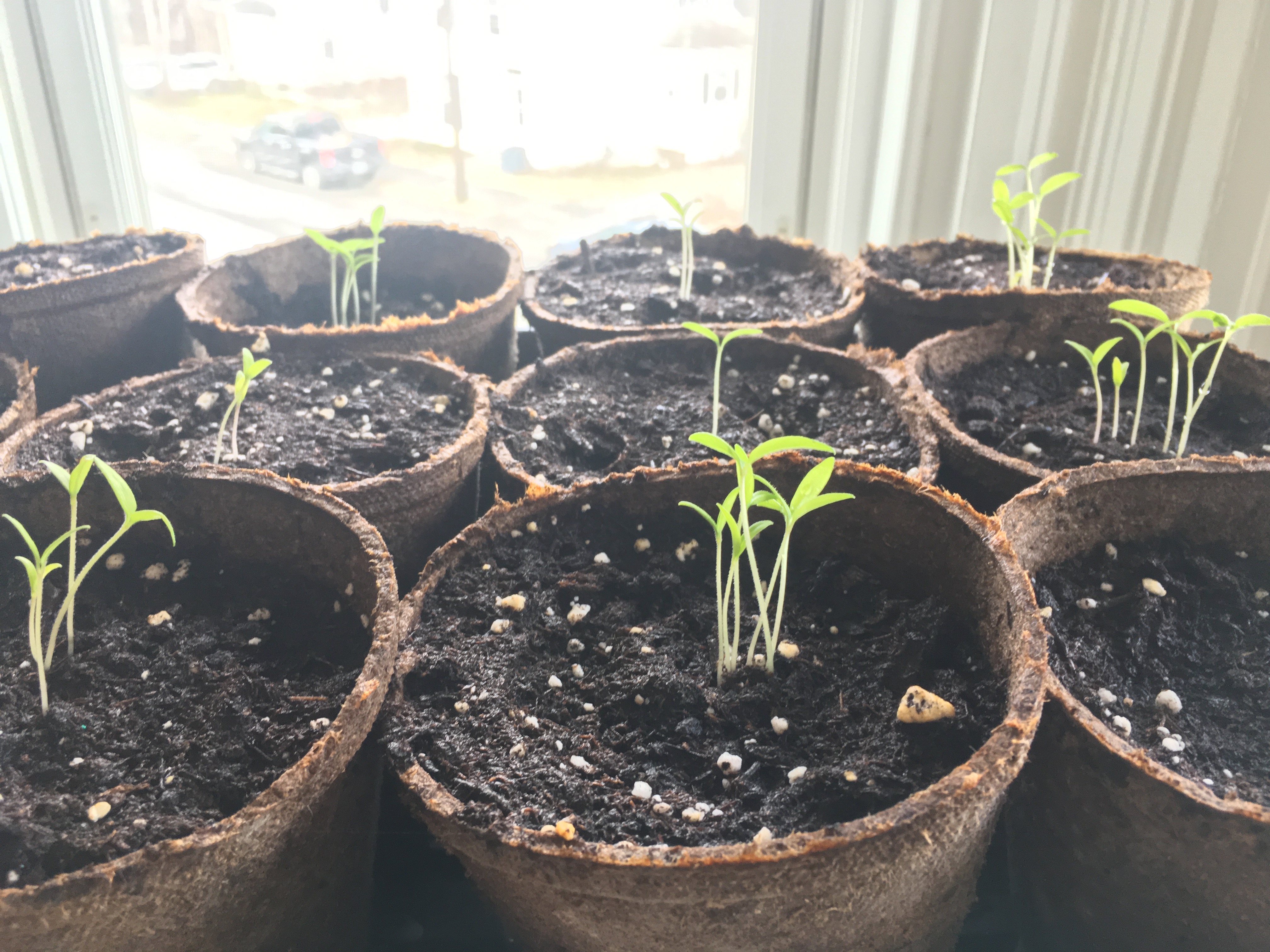 Tomato Plants Leggy Seedlings