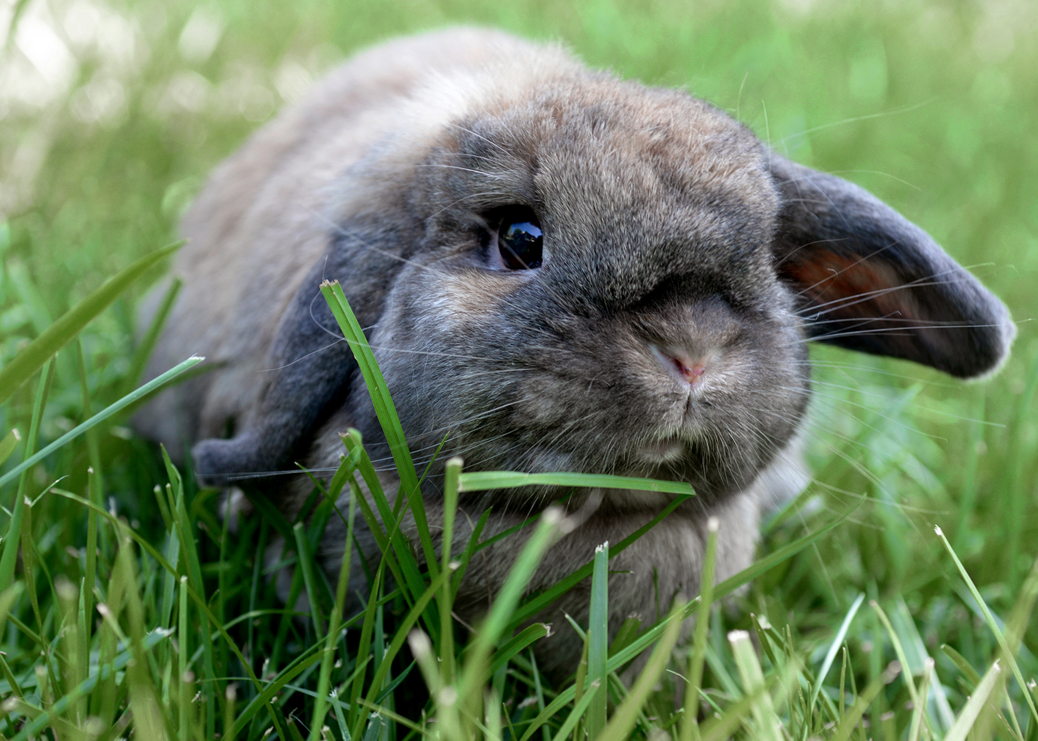 Type of rabbit for a pet orders