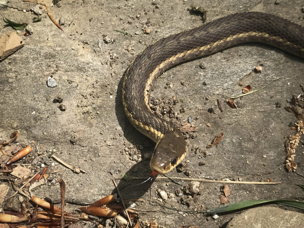 Why garter snakes and other garden snakes are a good sign Why garter snakes and other garden snakes are a good sign