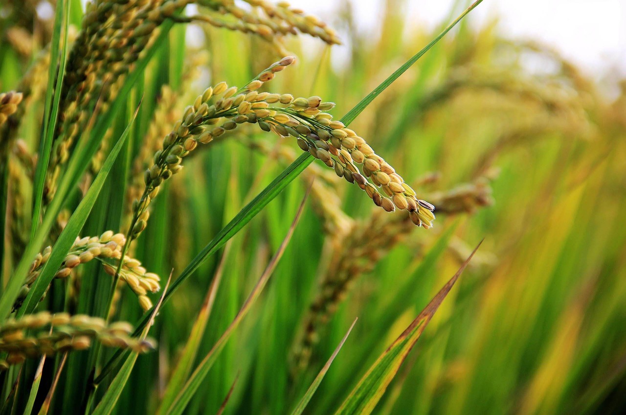 How to start a rice farm | Hello Homestead