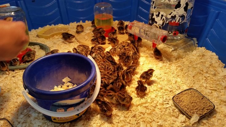 How to take care of baby quail | Hello Homestead