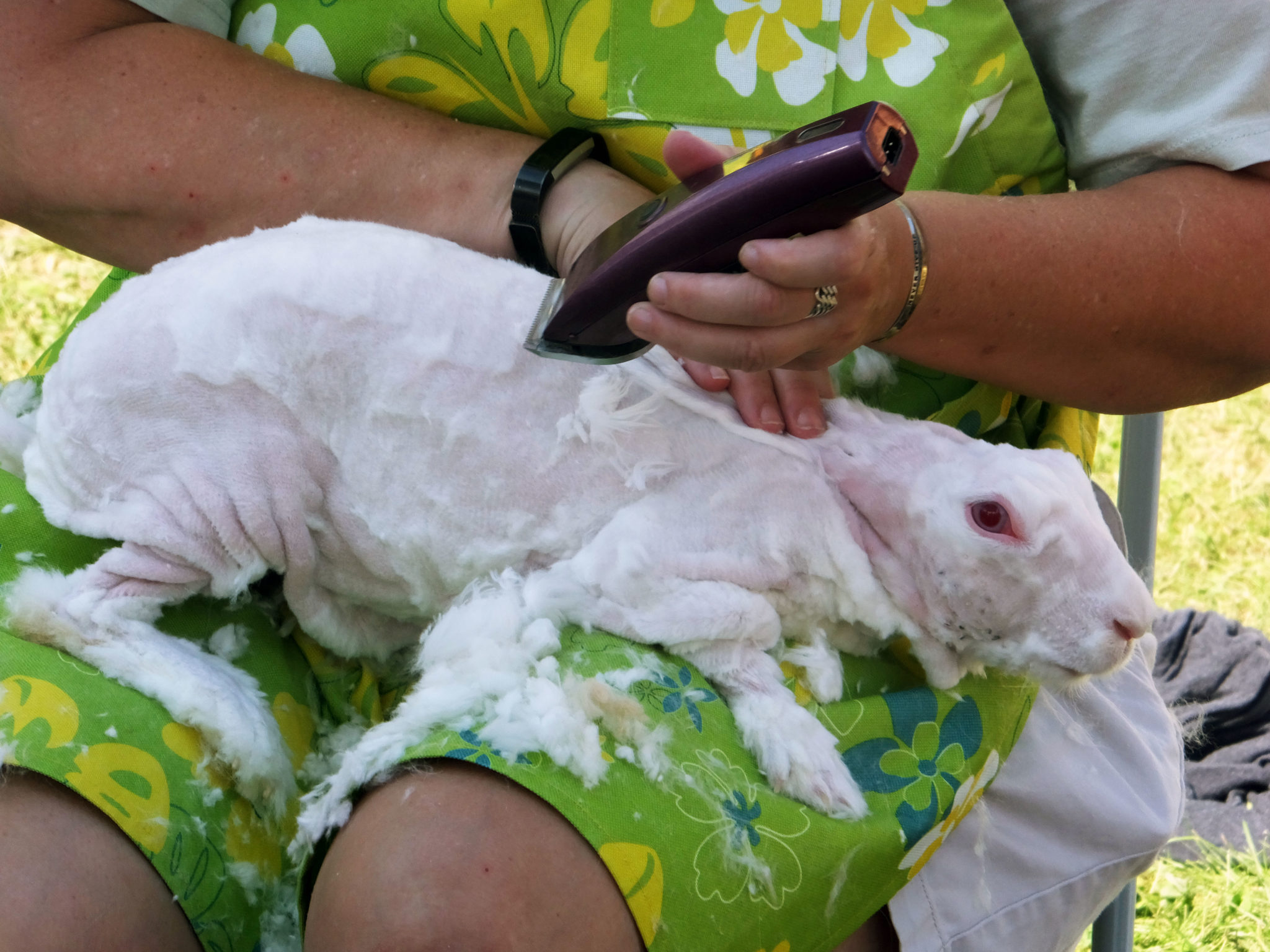 The basics of shearing an Angora rabbit | Hello Homestead