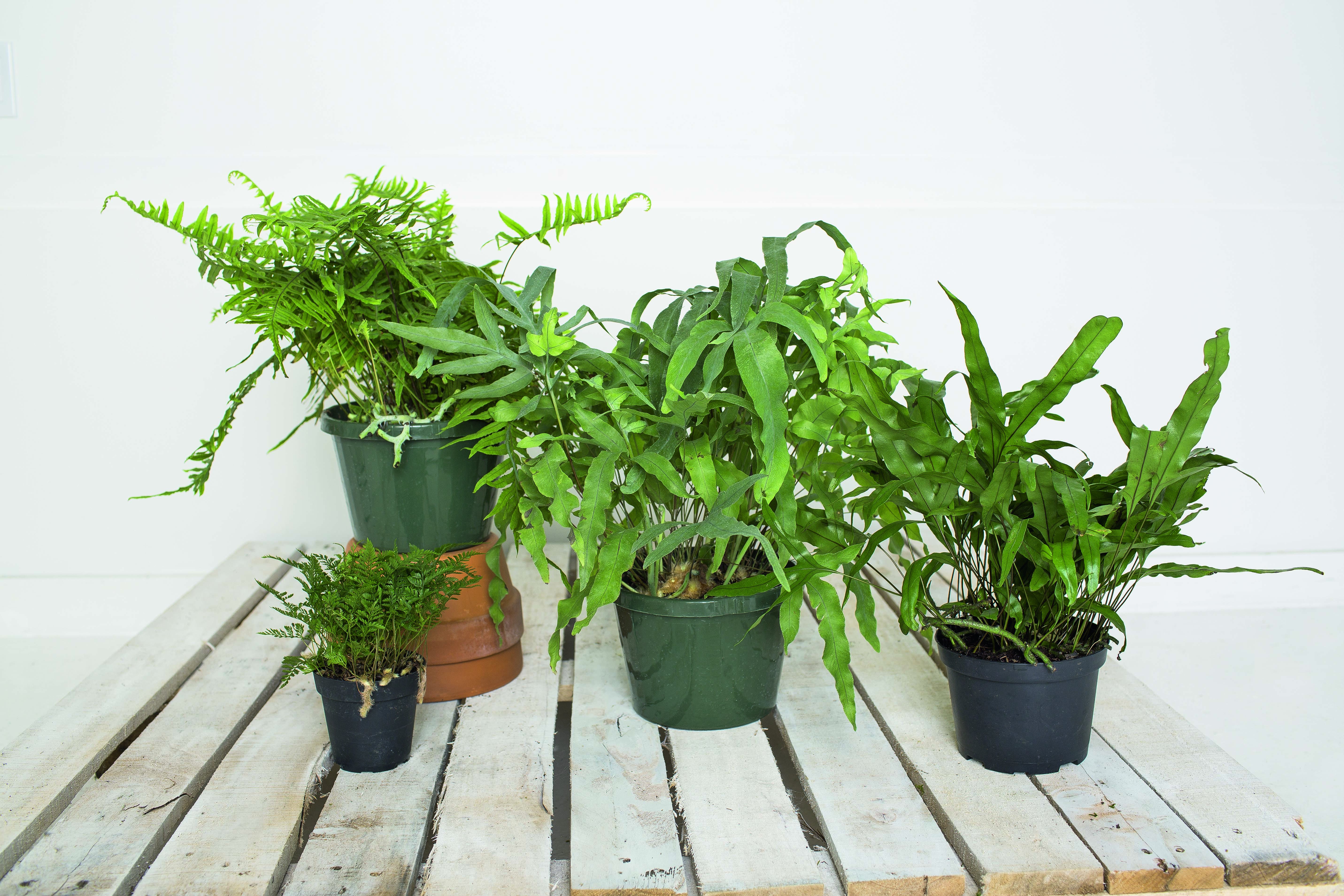 Three basic recipes for growing ferns | Hello Homestead